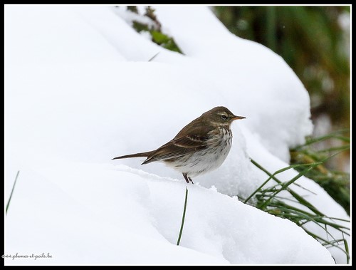 Pipit spioncelle